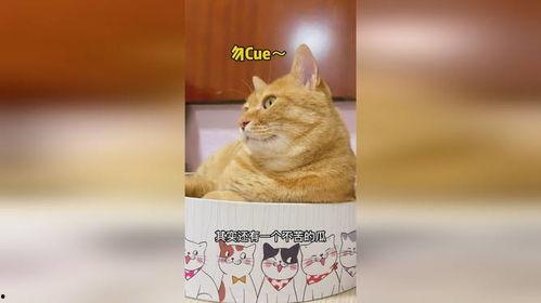 线条猫吃瓜,瓜界新宠横空出世