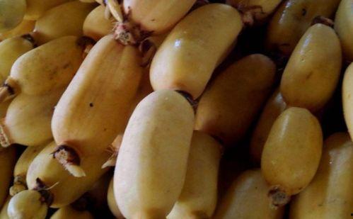 经期可以吃茭瓜吗