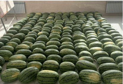 中山吃瓜新闻,揭秘本地热点事件背后的真相与笑料