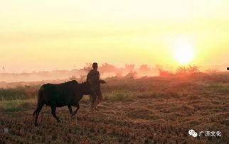 放牛吃瓜小说作者,揭开乡村生活的甜蜜与苦涩