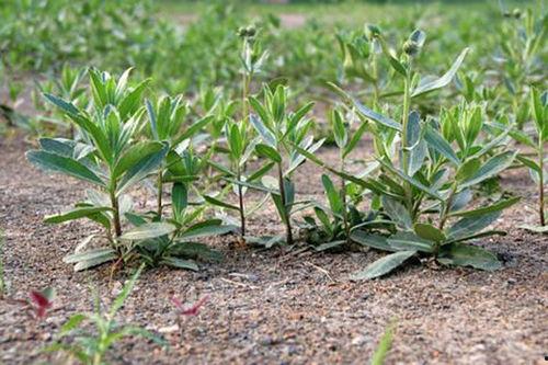 冉堌镇吃瓜,瓜香四溢，品味乡村田园生活