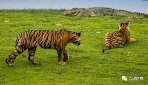 虎头吃瓜,探寻神秘动物与夏日瓜果的奇妙邂逅