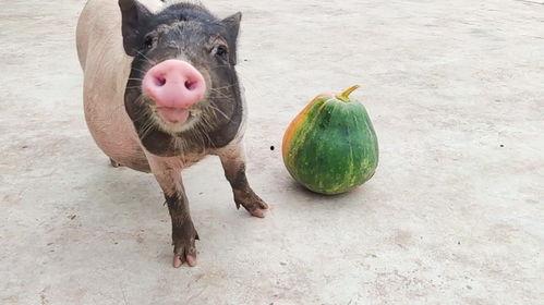 吃瓜中的猪,揭秘猪的社交生活