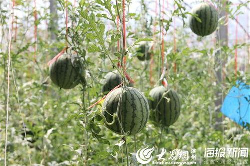 五一官方吃瓜网