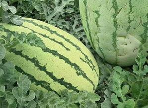 画出吃瓜的样子,描绘夏日吃瓜的悠闲时光