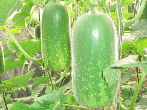 春天吃瓜视频大全,春季必看吃瓜视频大全