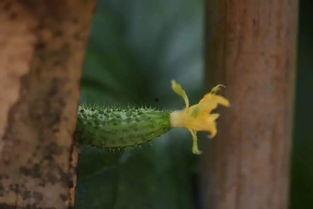 开门吃瓜,揭秘生活中的趣味瞬间