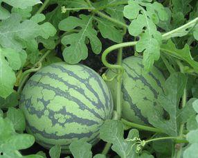 孕妇可以吃富瓜吗,富瓜的适宜摄入与注意事项