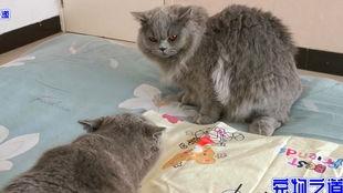 胖猫吃瓜,揭秘娱乐圈那些不为人知的幕后故事