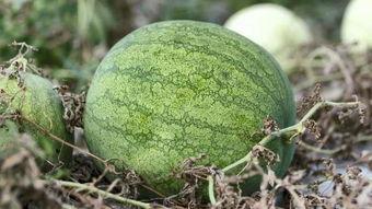 兰州学院吃瓜在线观看,带你领略校园生活趣味瞬间