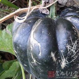 123方瓜怎么吃,123方瓜的多样食法探索