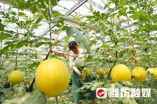 潍坊东城天台吃瓜,夏日吃瓜新风尚，共享清凉好时光