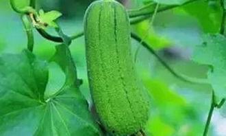 秋后吃三瓜是哪三瓜