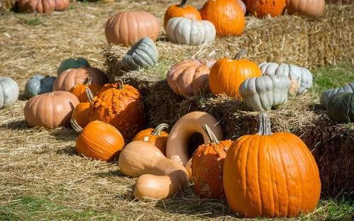 吃白小瓜,探寻夏日清凉美味