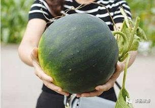 屯瓜怎么吃,解锁多种美味吃法