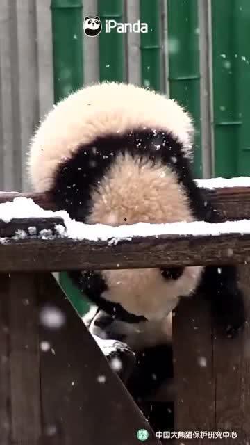 台湾小熊吃瓜视频,萌态十足，网友直呼可爱爆表！