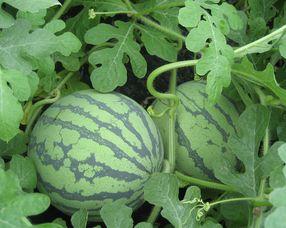 孕妇可以吃瓜猪肉,孕妇安心享用瓜猪肉的秘诀