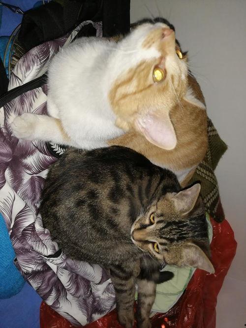 线条猫吃瓜,瓜界新宠横空出世