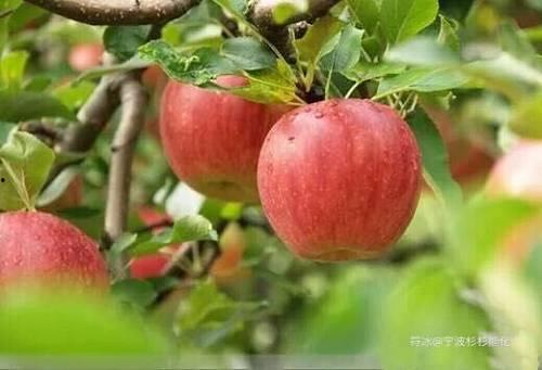 南岸苹果城吃瓜事件,一场引发热议的社区冲突