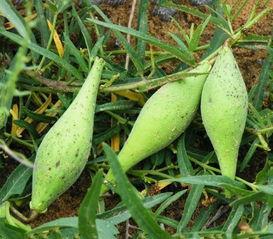 稍瓜不能和什么一起吃,揭秘哪些食材不宜同食