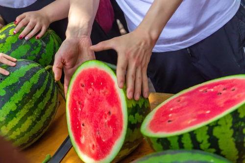 石狮海洋学校吃瓜