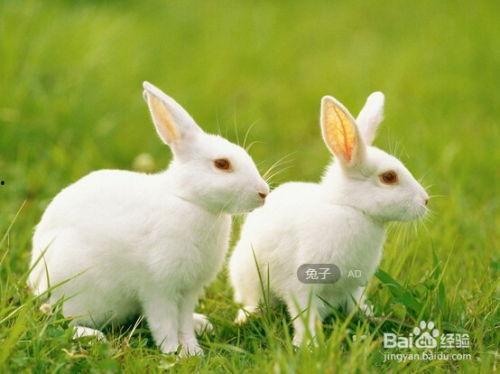 道具夏日吃瓜兔