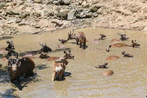 迅猛龙吃瓜群众,吃瓜群众的“美食”探索之旅