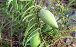绿瓢瓜怎么吃,探索健康美味的烹饪新境界