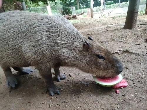 动物吃瓜球,动物们的独特美食之旅