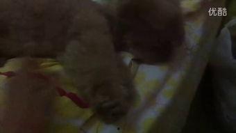 小作家吃瓜视频,揭秘娱乐圈幕后故事