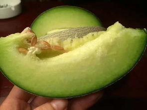 网纹瓜不放直接吃,揭秘为何不能直接食用之谜