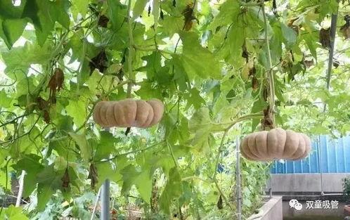 青藤吃瓜模式,揭秘娱乐圈幕后风云