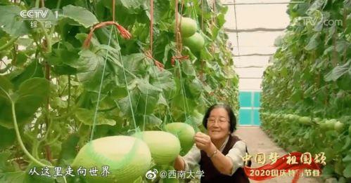 国金中心吃瓜,揭秘背后真相与网络热议