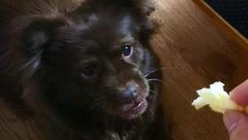 吃瓜狗的视频,揭秘娱乐圈幕后故事