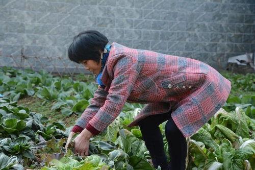 合肥郑倩倩吃瓜